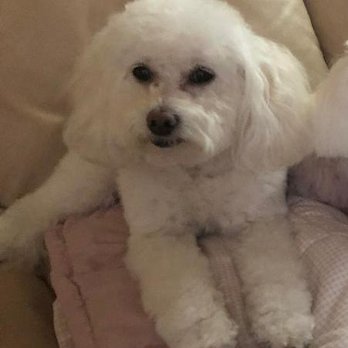 Petco - This is how she normally looks after a grooming.  Fluffy and smooth. - Pet Stores Near Me - Santa Clara, California