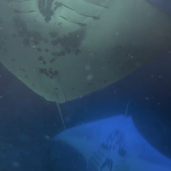 Aloha Ocean Excursions - Each Manta has a different pattern on its belly - just like our fingerprints - Boat Charters Near Me - Kailua-Kona, Hawaii Aloha Ocean Excursions - Each Manta has a different pattern on its belly - just like our fingerprints - Boat Charters Near Me - Kailua-Kona, Hawaii