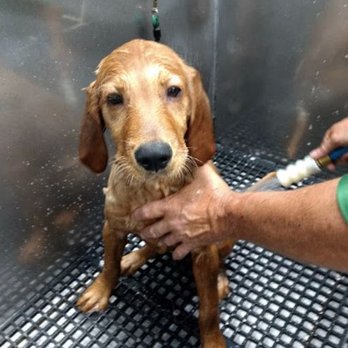 Pet Supplies Plus Plainfield - Pet Groomers Near Me - Plainfield, Illinois Pet Supplies Plus Plainfield - Pet Groomers Near Me - Plainfield, Illinois