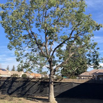Henriquez Tree Service - Tree Services Near Me - Bakersfield, California Henriquez Tree Service - Tree Services Near Me - Bakersfield, California