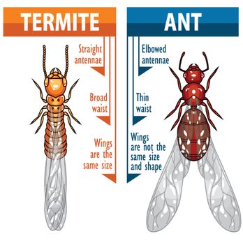 Gatekeepers Pest Solutions - Pest Control Near Me - Pembroke Pines, Florida Gatekeepers Pest Solutions - Pest Control Near Me - Pembroke Pines, Florida