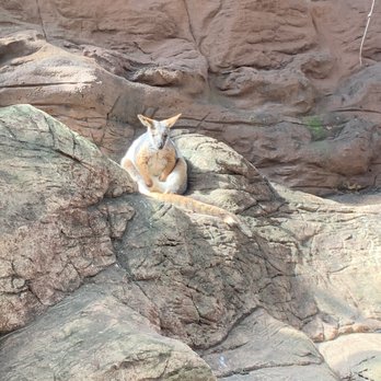 Sydney Wildlife World - Baby kangaroo - Zoos Near Me - Darling Harbour, NSW