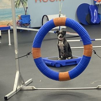 Zoom Room Dog Training - Pet Stores Near Me - Redlands, California Zoom Room Dog Training - Pet Stores Near Me - Redlands, California