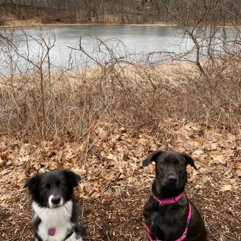 Hounds About Town - undefined - Dog Walkers Near Me Hounds About Town - undefined - Dog Walkers Near Me