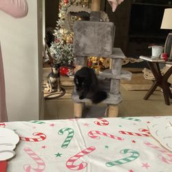 Bear Lake Veterinary Clinic - Brooklyn and BB