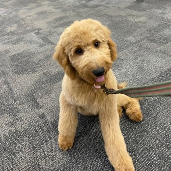 Dawn's Pet Palace - Amazing cut, bad customer service - Pet Groomers Near Me - Carmichael, California