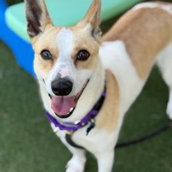 Helping Strays Of Monroe County - Athena (dog)