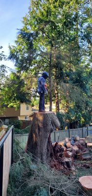 ALEX TREE SERVICE - Updated June 2026 - 24 Photos & 12 Reviews - 744 N ...
