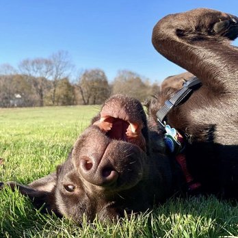Suburban Paws - Dog Walkers Near Me