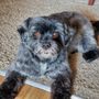 Photo of Doreen's Happy Tails