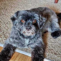 Doreen's Happy Tails - Ziggy, the cutest,  sweetest Schnoodle!