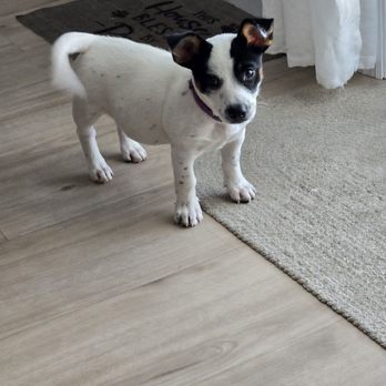 Happily Ever After Rescue - Gia when she was playing with her toys. - Pet Adoption Near Me Happily Ever After Rescue - Gia when she was playing with her toys. - Pet Adoption Near Me