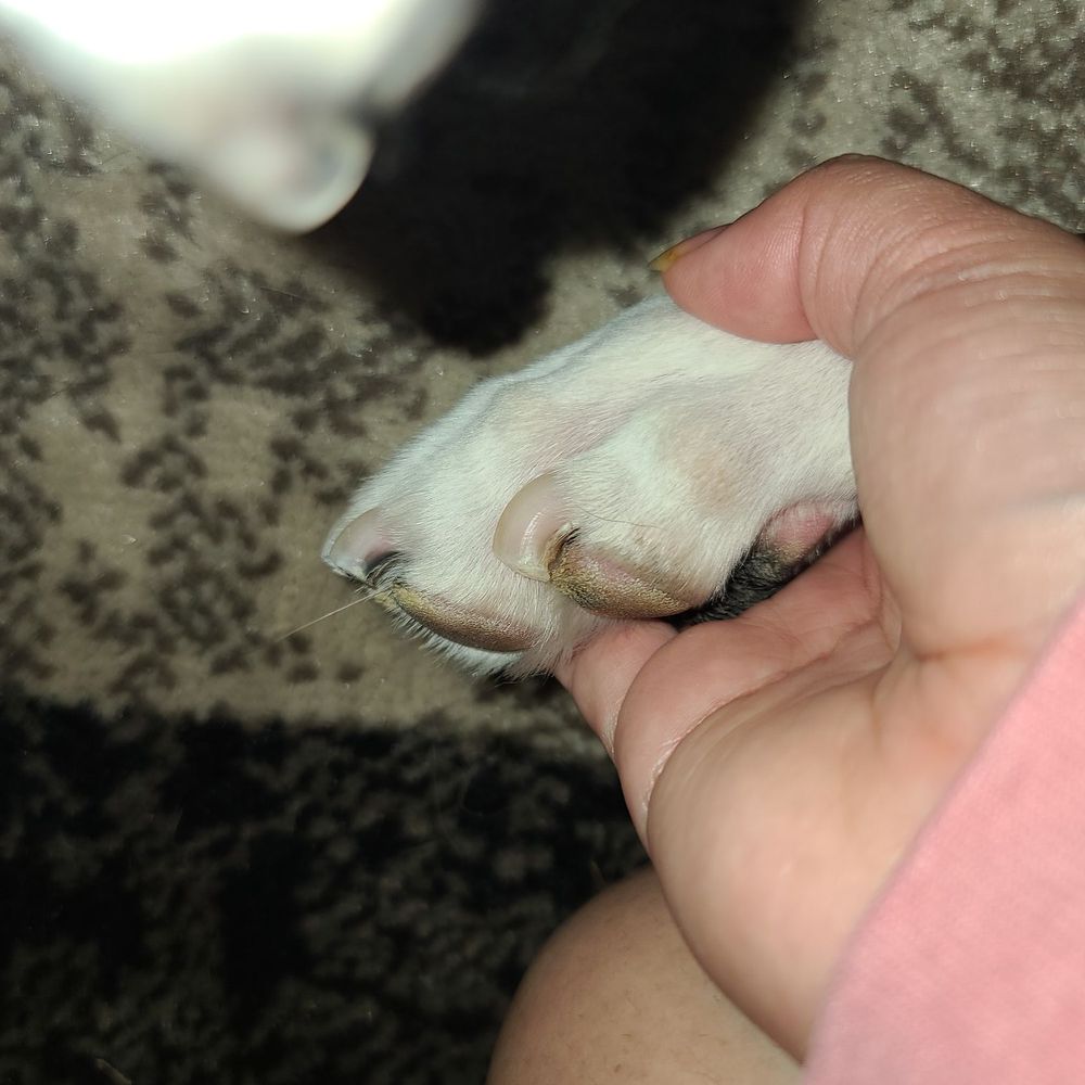 Fernando's Furry Friends - Athena's beautiful nail trim - Pet Groomers Near Me - Oxnard, California Fernando's Furry Friends - Athena's beautiful nail trim - Pet Groomers Near Me - Oxnard, California