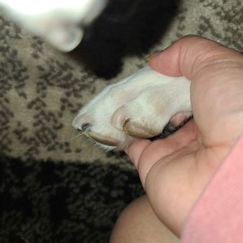 Fernando's Furry Friends - Athena's beautiful nail trim - Pet Groomers Near Me - Oxnard, California Fernando's Furry Friends - Athena's beautiful nail trim - Pet Groomers Near Me - Oxnard, California