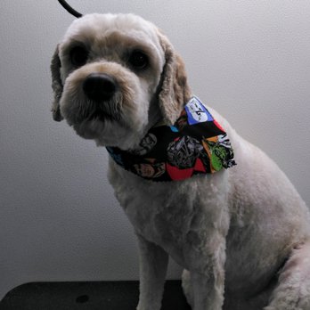 Snippy Sisters pet care - Summer cut - Pet Groomers Near Me Snippy Sisters pet care - Summer cut - Pet Groomers Near Me