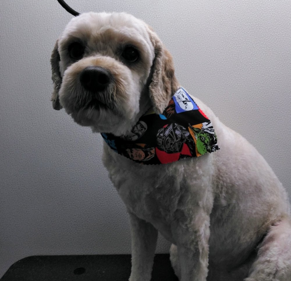 Snippy Sisters pet care 