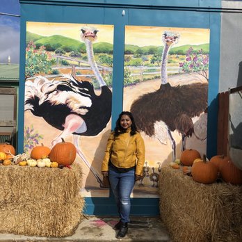 Ostrichland USA - The kissing spot when we went during thanks giving week - Attraction Farms Near Me - Solvang, California Ostrichland USA - The kissing spot when we went during thanks giving week - Attraction Farms Near Me - Solvang, California