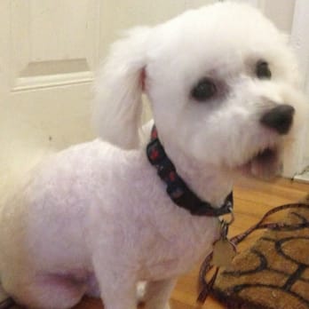 Sandy Paw's - Does this look like a Bichon? - Pet Groomers Near Me - Winthrop, Massachusetts