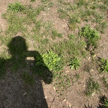 Weed Man - a shadow of a person on a cell phone - Pest Control Near Me - Springfield, Massachusetts Weed Man - a shadow of a person on a cell phone - Pest Control Near Me - Springfield, Massachusetts