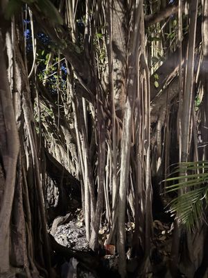 Coconut Grove by null
