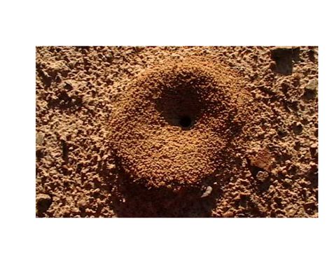 Stop termites. Save your. Call us today!! - termite control