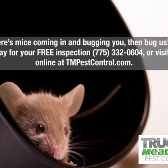 Truckee Meadows Pest Control - If mice are bugging you, then bug us! Call for your free inspection or visit us online at TMPestControl.com! - Pest Control Near Me - Reno, Nevada Truckee Meadows Pest Control - If mice are bugging you, then bug us! Call for your free inspection or visit us online at TMPestControl.com! - Pest Control Near Me - Reno, Nevada