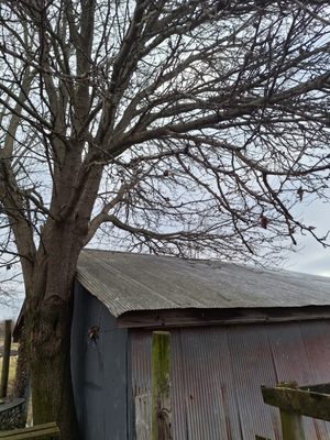 AMBITION TREE SERVICE AND LANDSCAPING - Updated June 2026 - 17 Photos ...