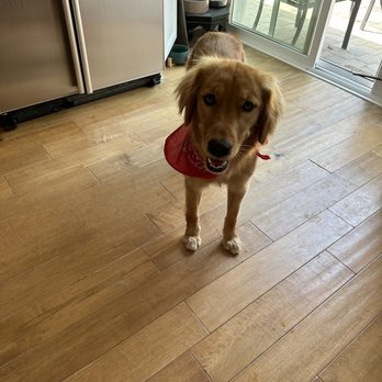 Dippity Dog - Female golden so fluffy and cute! - Pet Groomers Near Me - Oceanside, California Dippity Dog - Female golden so fluffy and cute! - Pet Groomers Near Me - Oceanside, California