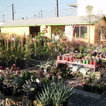 Performance Nursery Wholesale - a variety of succulents - Nurseries & Gardening Near Me - Redondo Beach, California Performance Nursery Wholesale - a variety of succulents - Nurseries & Gardening Near Me - Redondo Beach, California