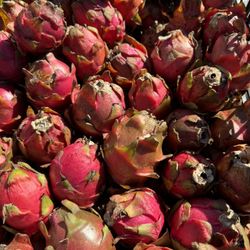 Dragon Fruit Farm Moorpark - ''Tis the season for dragon fruits