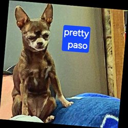 Agassiz Animal Hospital - My little 5pd chiquiqua 'paso' !