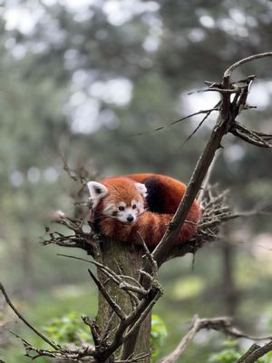 Central Park Zoo by null