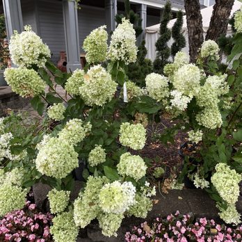 Merrifield Garden Center - Flowers - Nurseries & Gardening Near Me - Fairfax, Virginia Merrifield Garden Center - Flowers - Nurseries & Gardening Near Me - Fairfax, Virginia