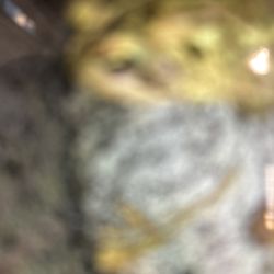 Lowe's Home Improvement - Froge