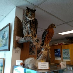 City of Watsonville's Nature Center - Great Horned Owl, Red Shoulder Hawk & American Kestrel