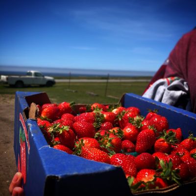 Swanton Berry Farm by null