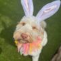 Rosedale Pet Resort