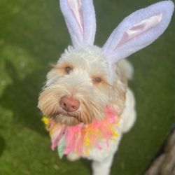 Rosedale Pet Resort
