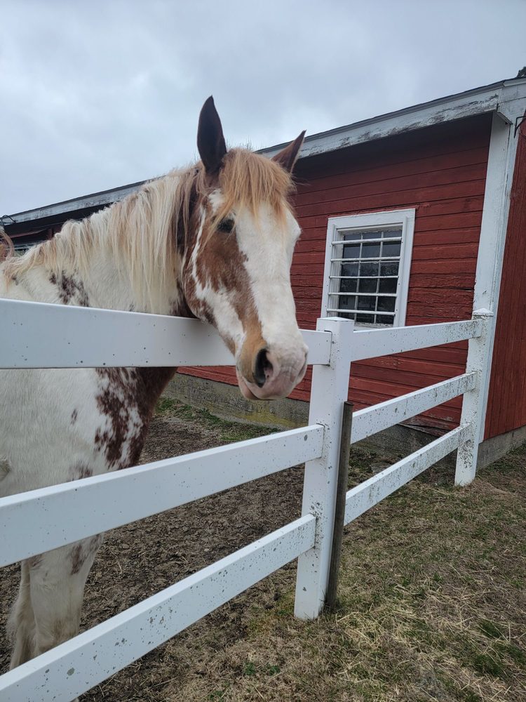 Budlong Farms - equestrian in Warwick, RI