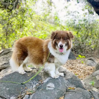The Animal Keeper - Pet Training Near Me - Oceanside, California
