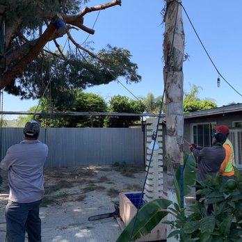 Avina Tree Service - Tree Services Near Me