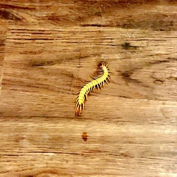Orkin - Centipede - A yellow and black centipede is positioned on a wooden surface with visible grain, knots, and natural texture. The centipede's elongated body and numerous legs are clearly visible, and the surface appears to be a table or floor made of natural wood. The image captures the insect in a close-up view, emphasizing its detailed features and the wood's texture. - Pest Control Near Me - Albuquerque, New Mexico