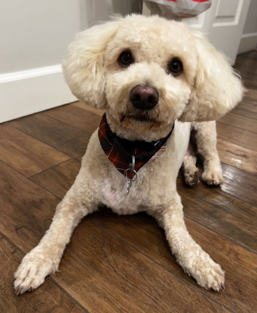 THE DOG HOUSE PET SALON Updated May 2024 17 Photos & 12 Reviews