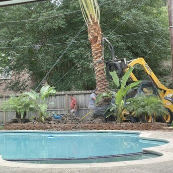 Three Sisters Nursery - Installation of Medjool Palm. - Nurseries & Gardening Near Me - Houston, Texas