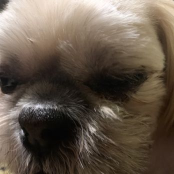 Cain's Dog House - Walter's infected eye! - Pet Sitting Near Me - Pensacola, Florida