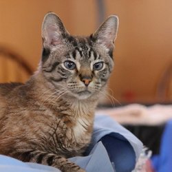 Tim Hunt, DVM - Bayshore Veterinary Hospital - Dr. Time at Bayshore has helped in me still having my Sammie around a lot longer.