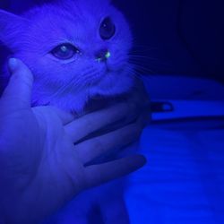 Cole Veterinary Clinic - scratch on eye-green spot