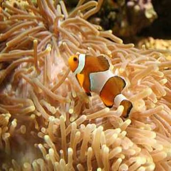Sea Life - Aquariums Near Me - Oberhausen, NW