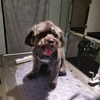 A Decked Out Pet - Pet Groomers Near Me - North Providence, Rhode Island