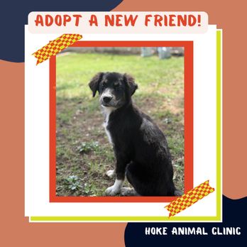 Hoke Animal Clinic - Veterinarians Near Me - Irondale, Alabama Hoke Animal Clinic - Veterinarians Near Me - Irondale, Alabama